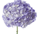 گل اورتانزیا پرپل